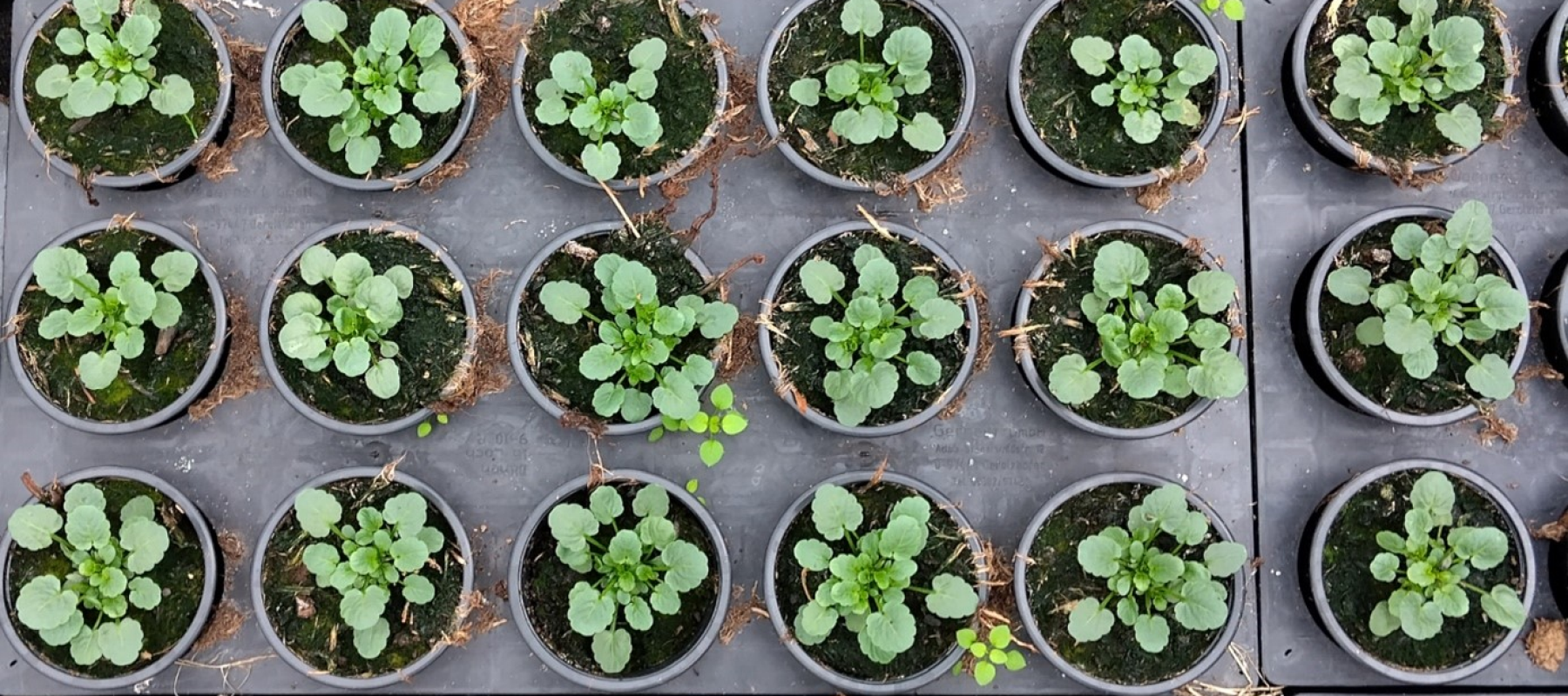 Substrate aus Schafswolle sollen Torf im Gartenbau ersetzen